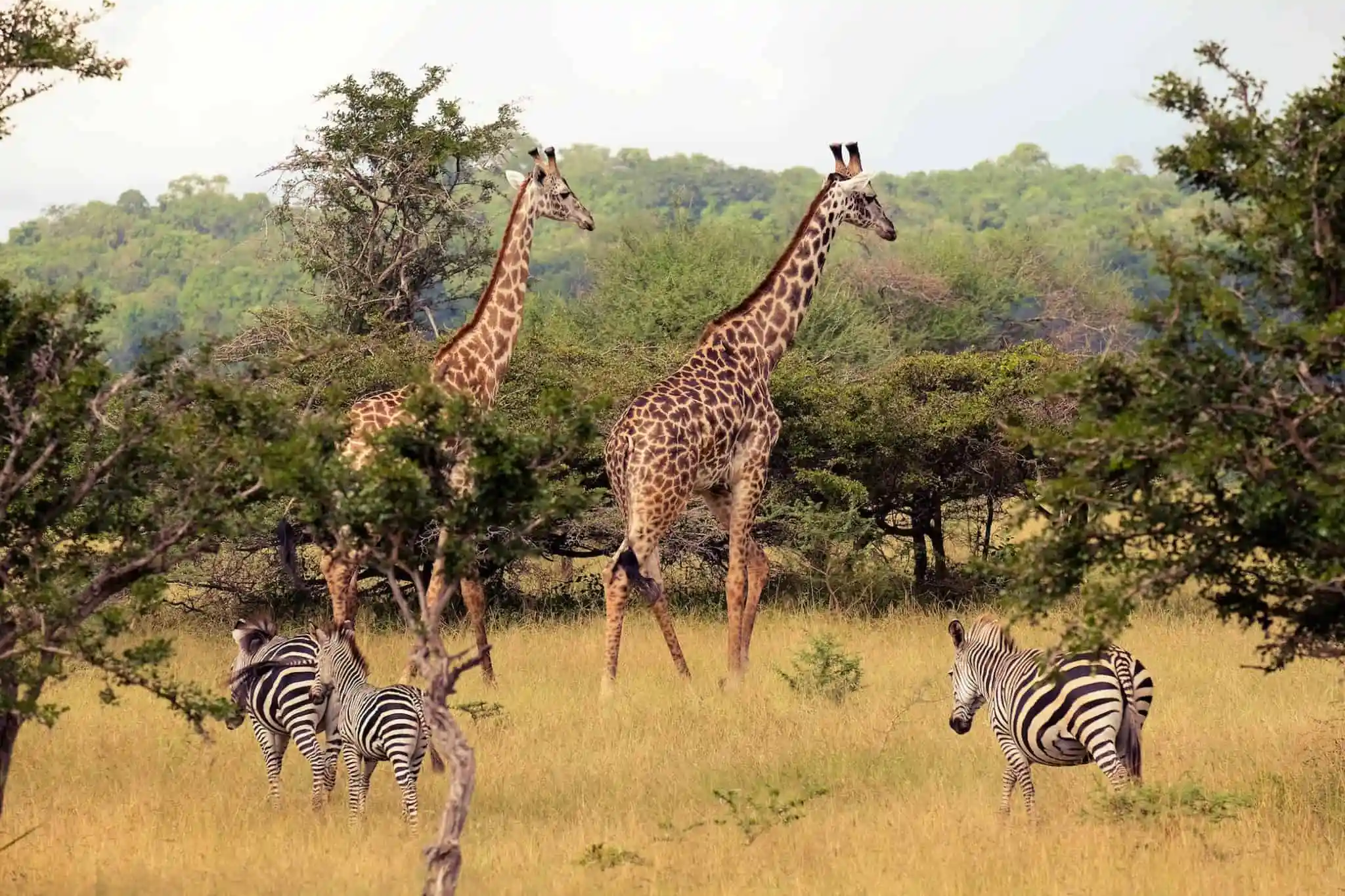 Queen Elizabeth National Park safari adventure