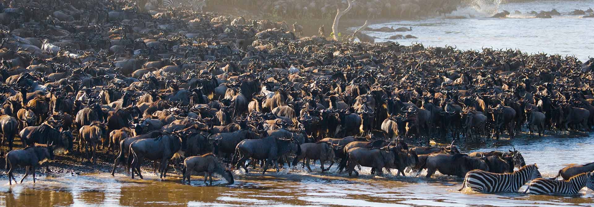 Classic Tanzania Safari