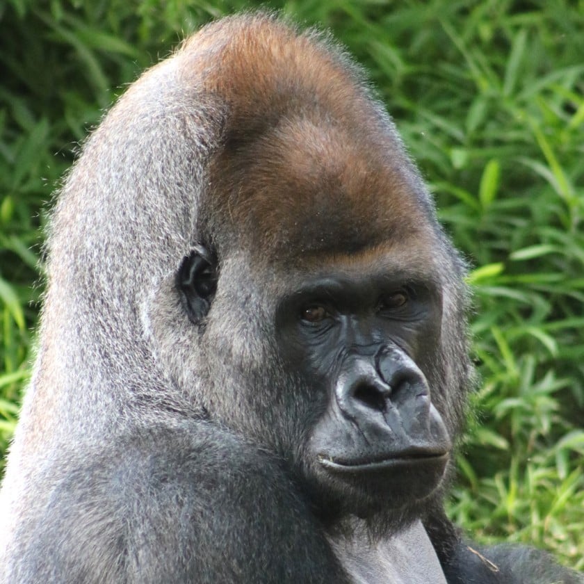 Uganda & Rwanda Gorilla Trekking Safari – 12-Day Adventure