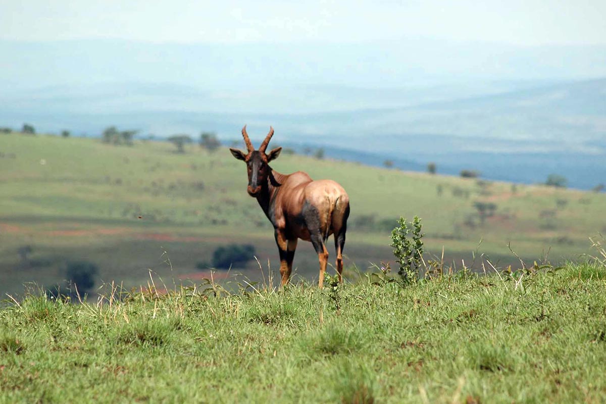 Akagera National Park Rwanda
