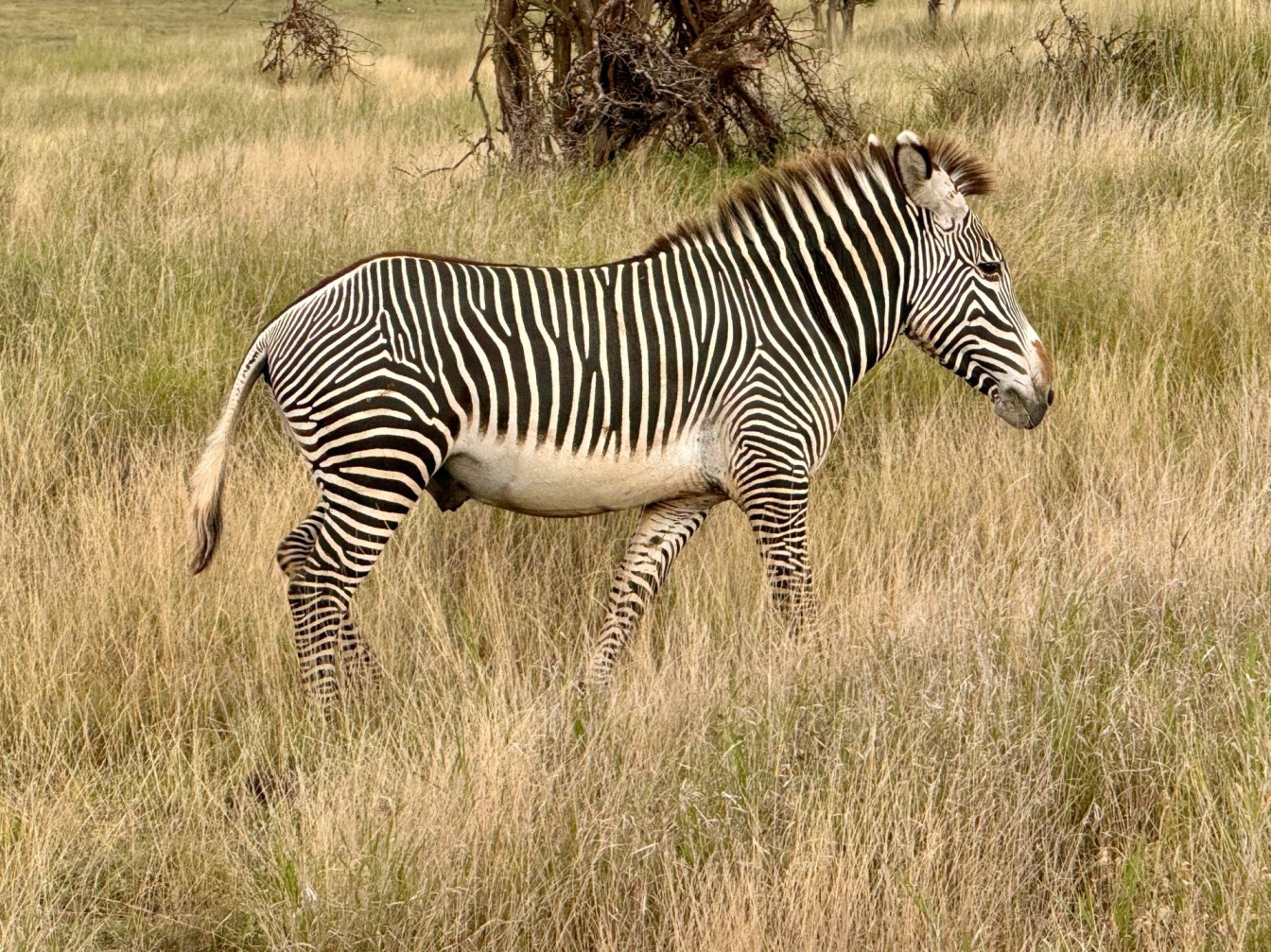 Kenya safari tours