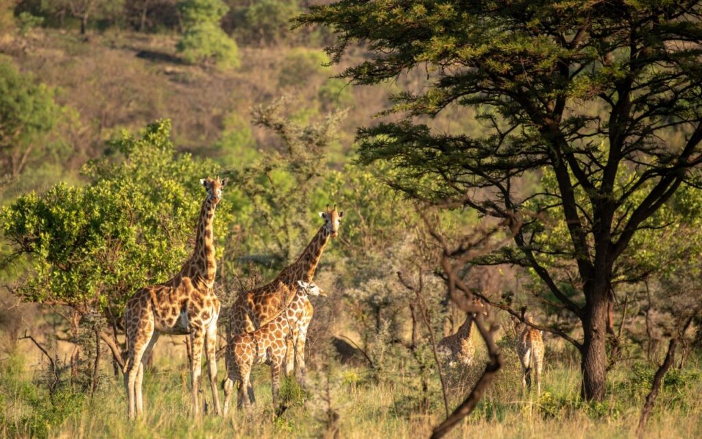 Masai Mara Safari