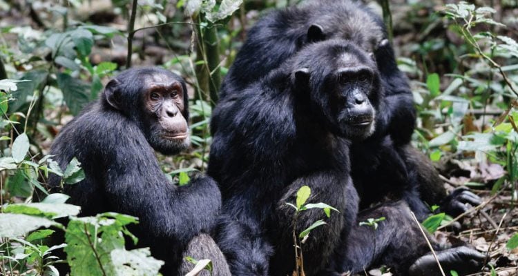 8-Day Rwanda Luxury Safari