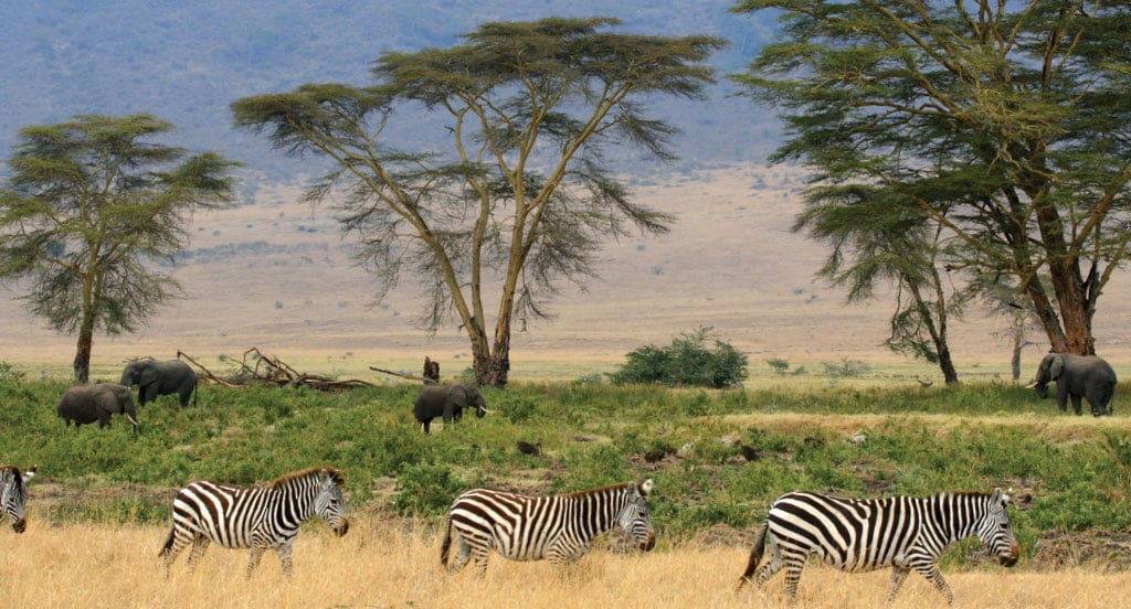 Masai Mara Safari lions in Kenya