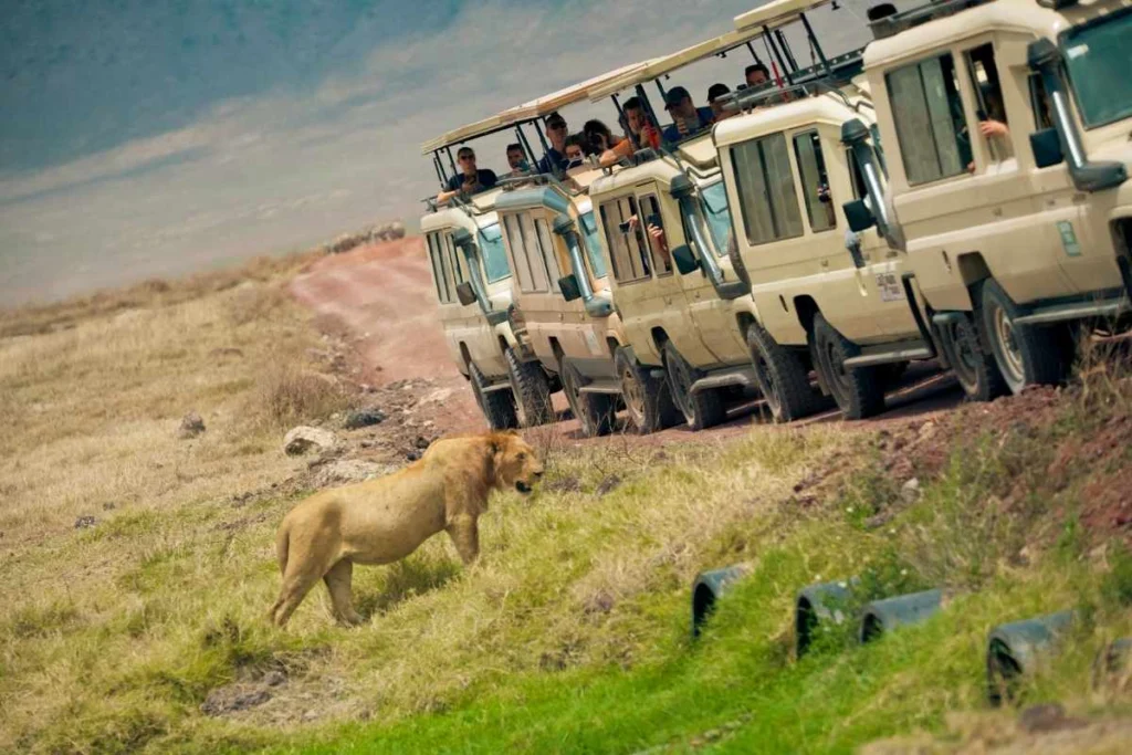 Royal Roots Reconnection Safaris