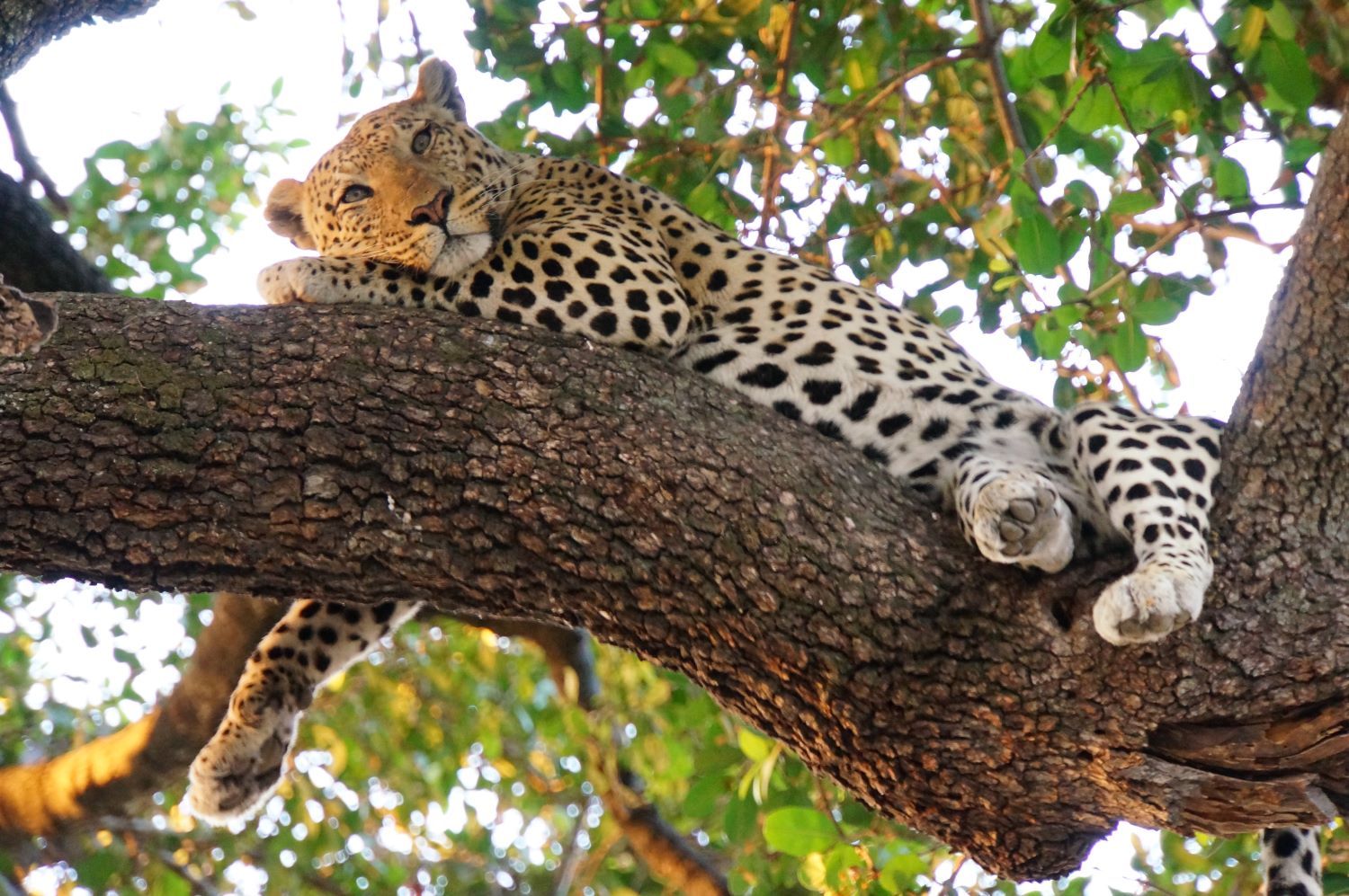 4-Day Serengeti & Ngorongoro Crater Safari