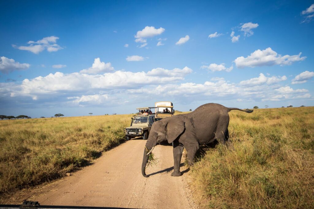 Elephant crossing during a guided luxury Tanzania safari in Serengeti National Park