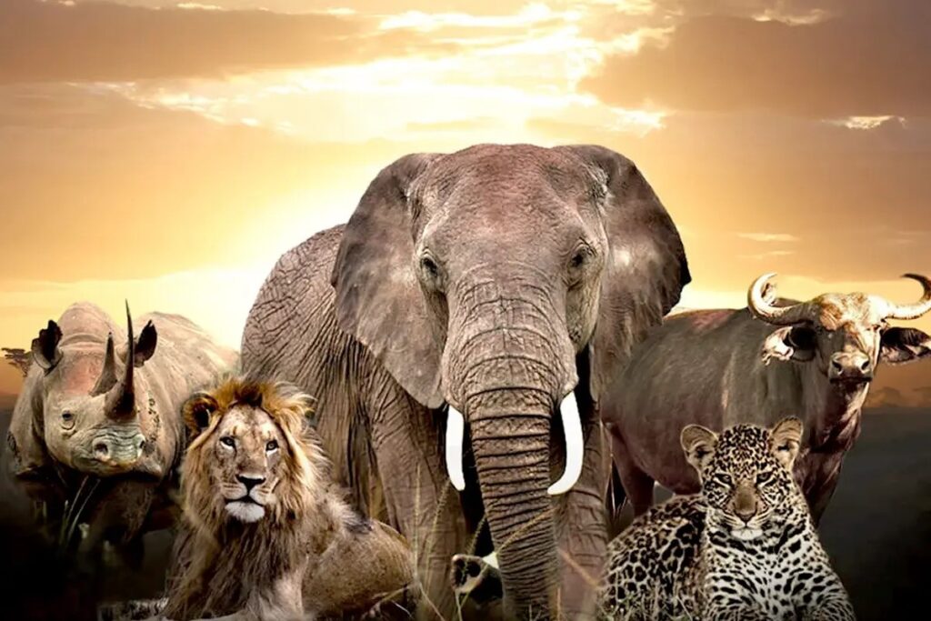 Luxury Big Five safari experience in Uganda including elephant, lion, leopard, buffalo and rhino