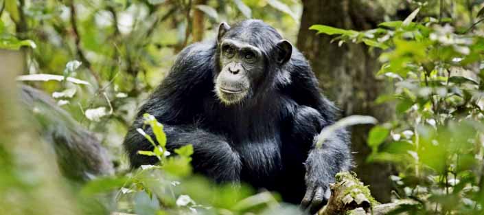 Chimpanzee in Kibale National Park Uganda during chimpanzee trekking experience