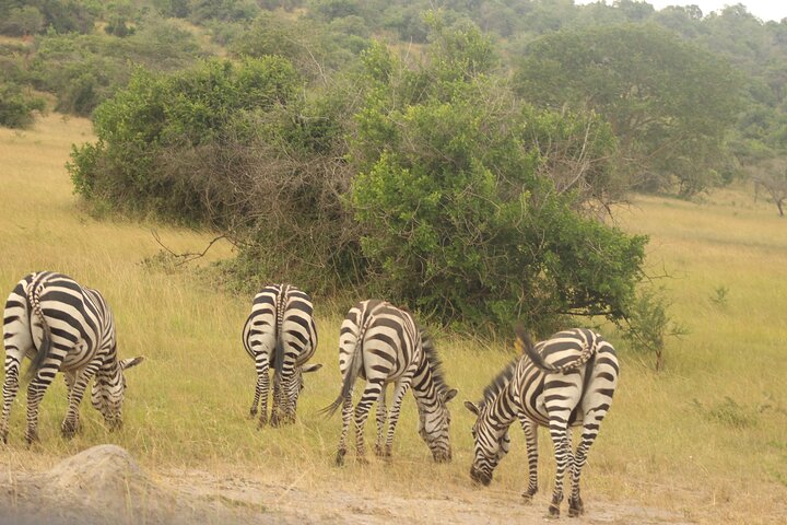 Lake Mburo National Park Uganda savannah landscape with zebras