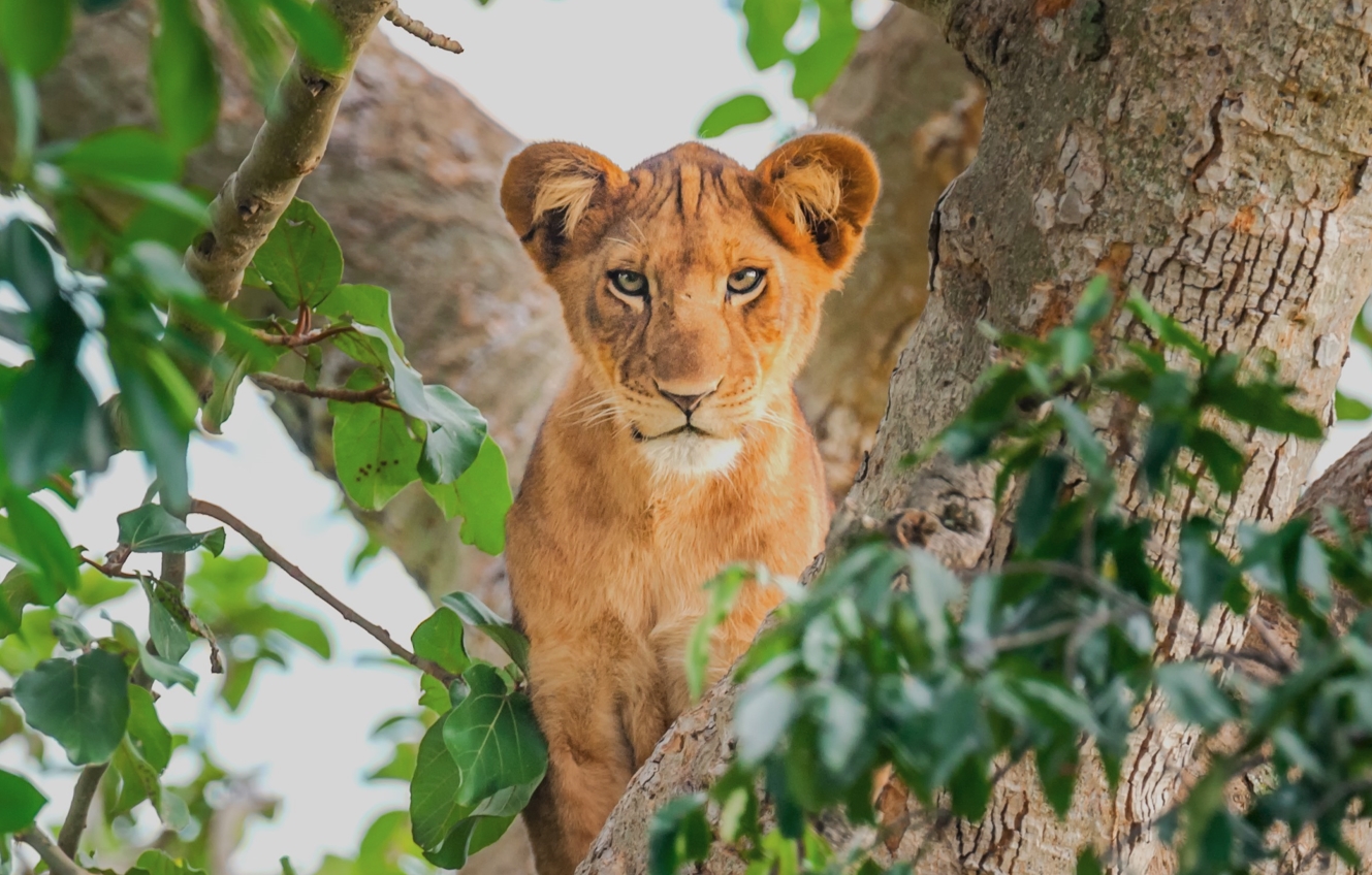 Tree Climbing Lion
