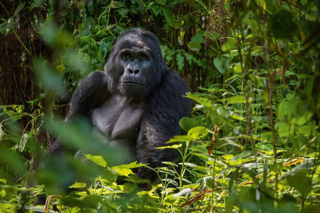Mountain gorilla in Bwindi Impenetrable Forest Uganda