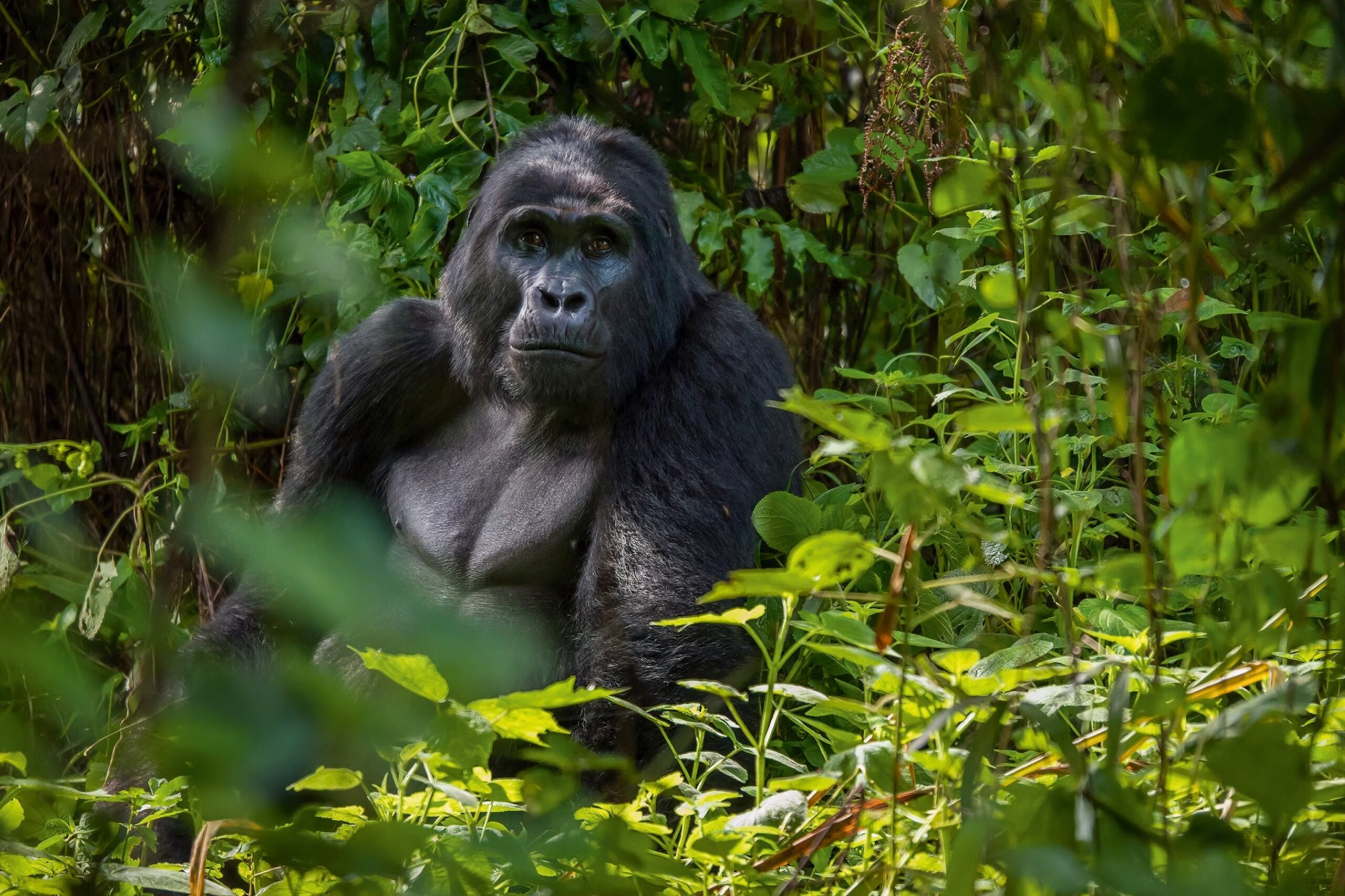 Mountain gorilla in Bwindi Impenetrable Forest Uganda