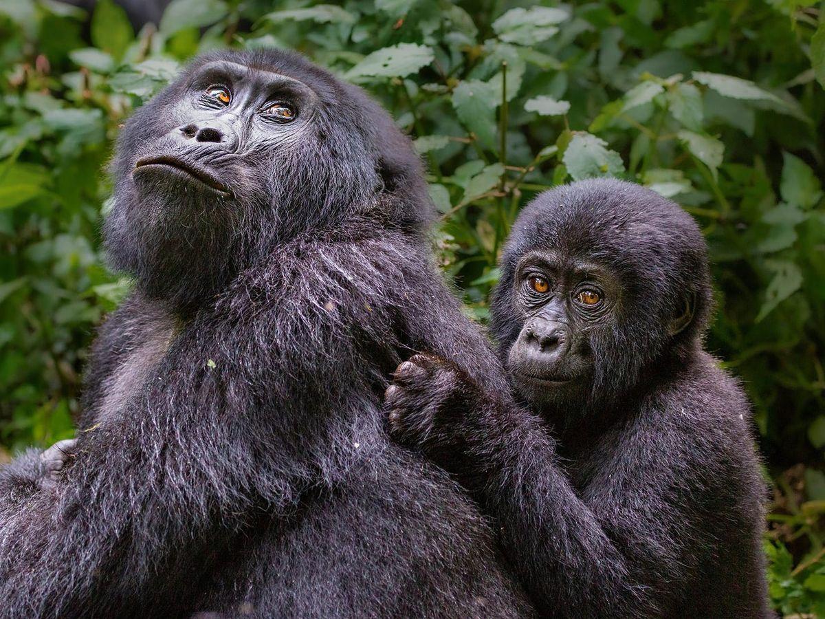 Luxury Uganda Safari Guide