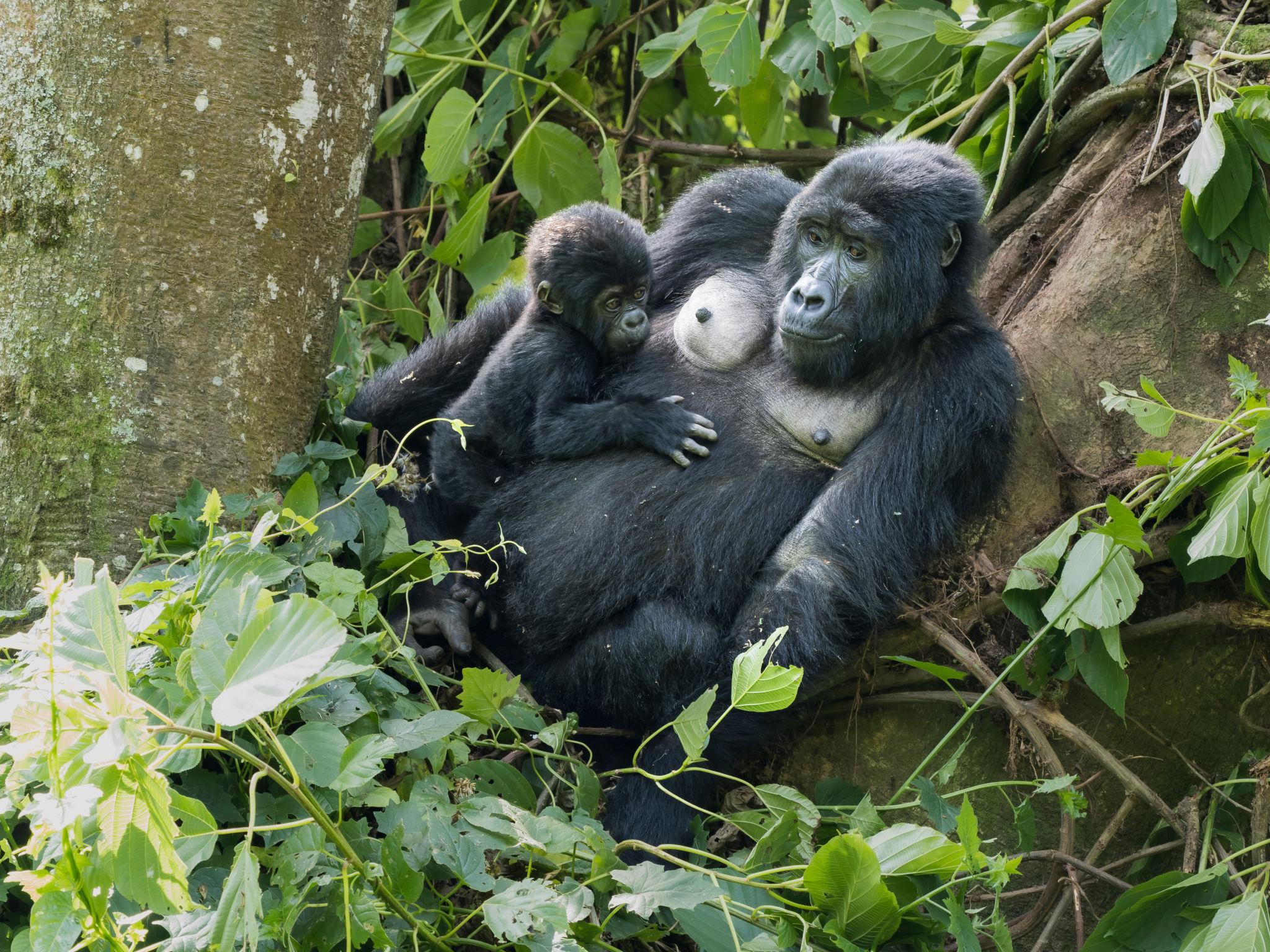 Gorilla Trekking Experiences in Uganda.1