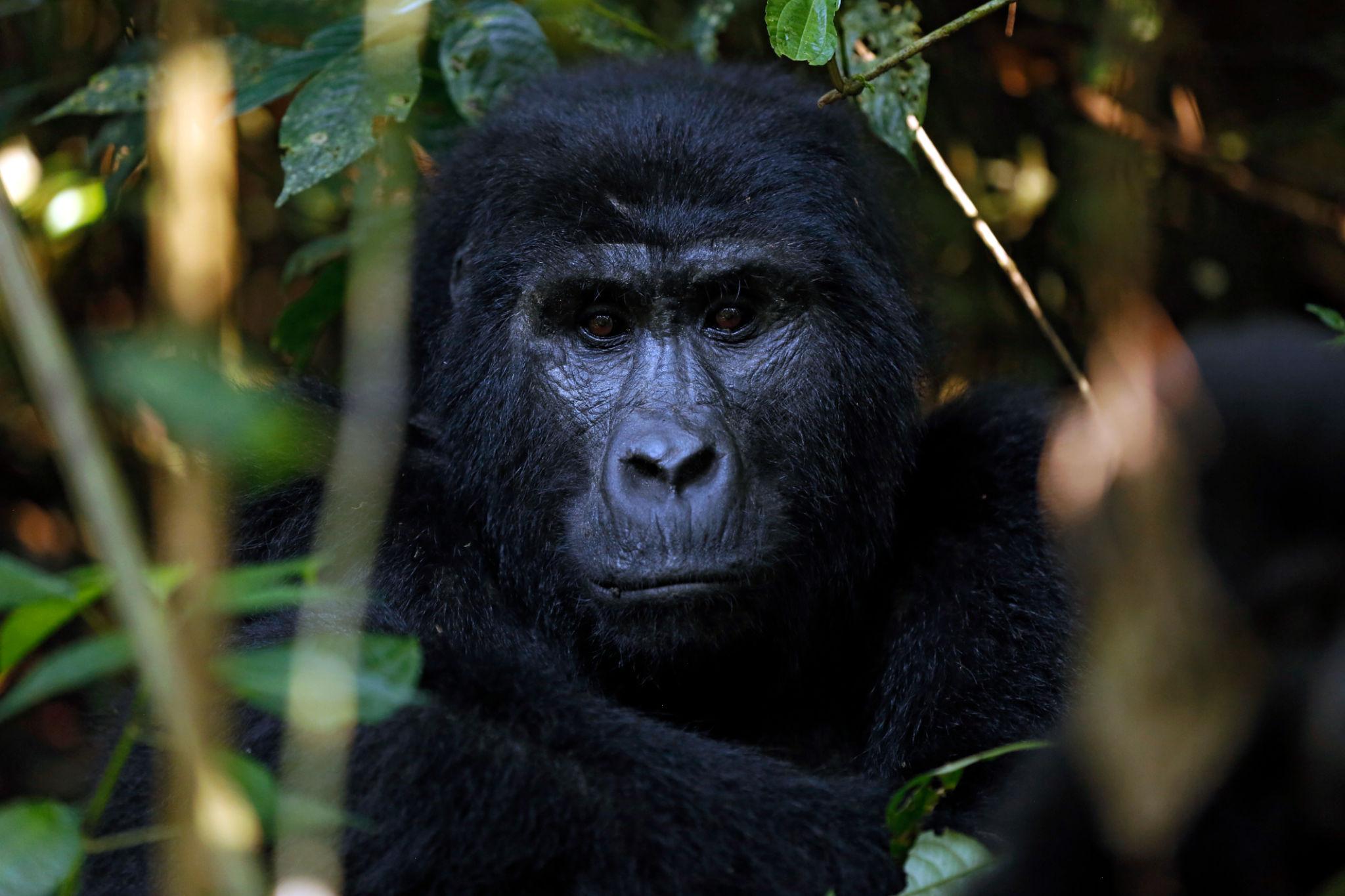 Gorilla Trekking Experiences in Uganda.3