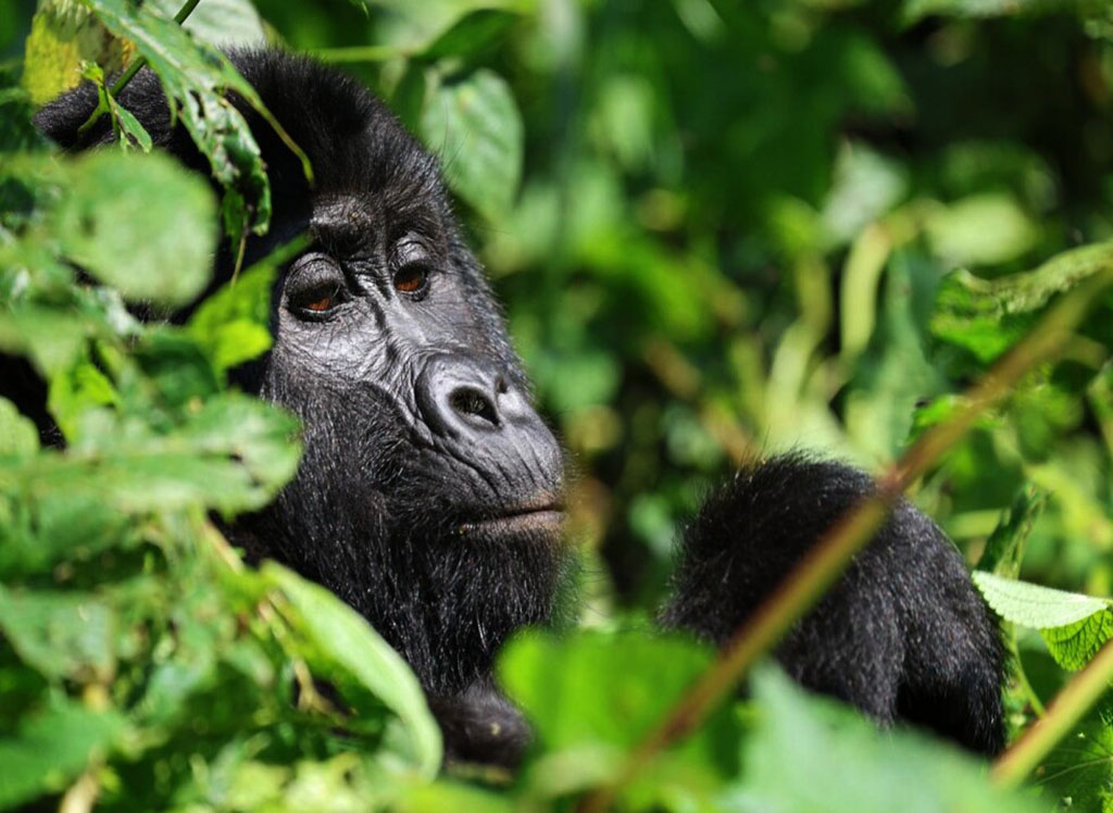 Gorilla