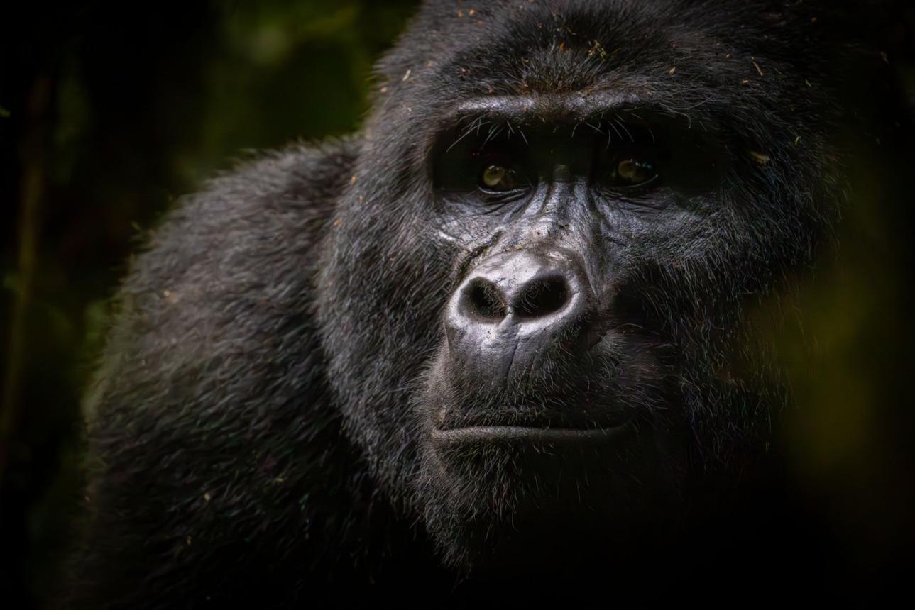 bwindi-gorilla-encounter.1