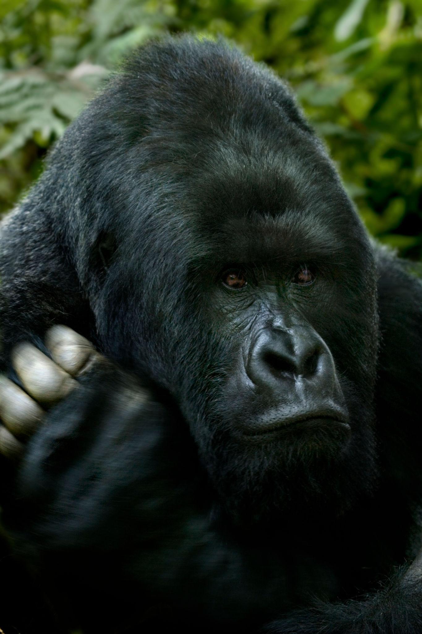 Bwindi Gorilla