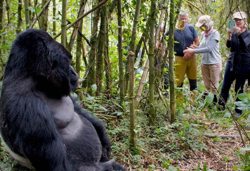 bwindi-gorilla-encounter.3