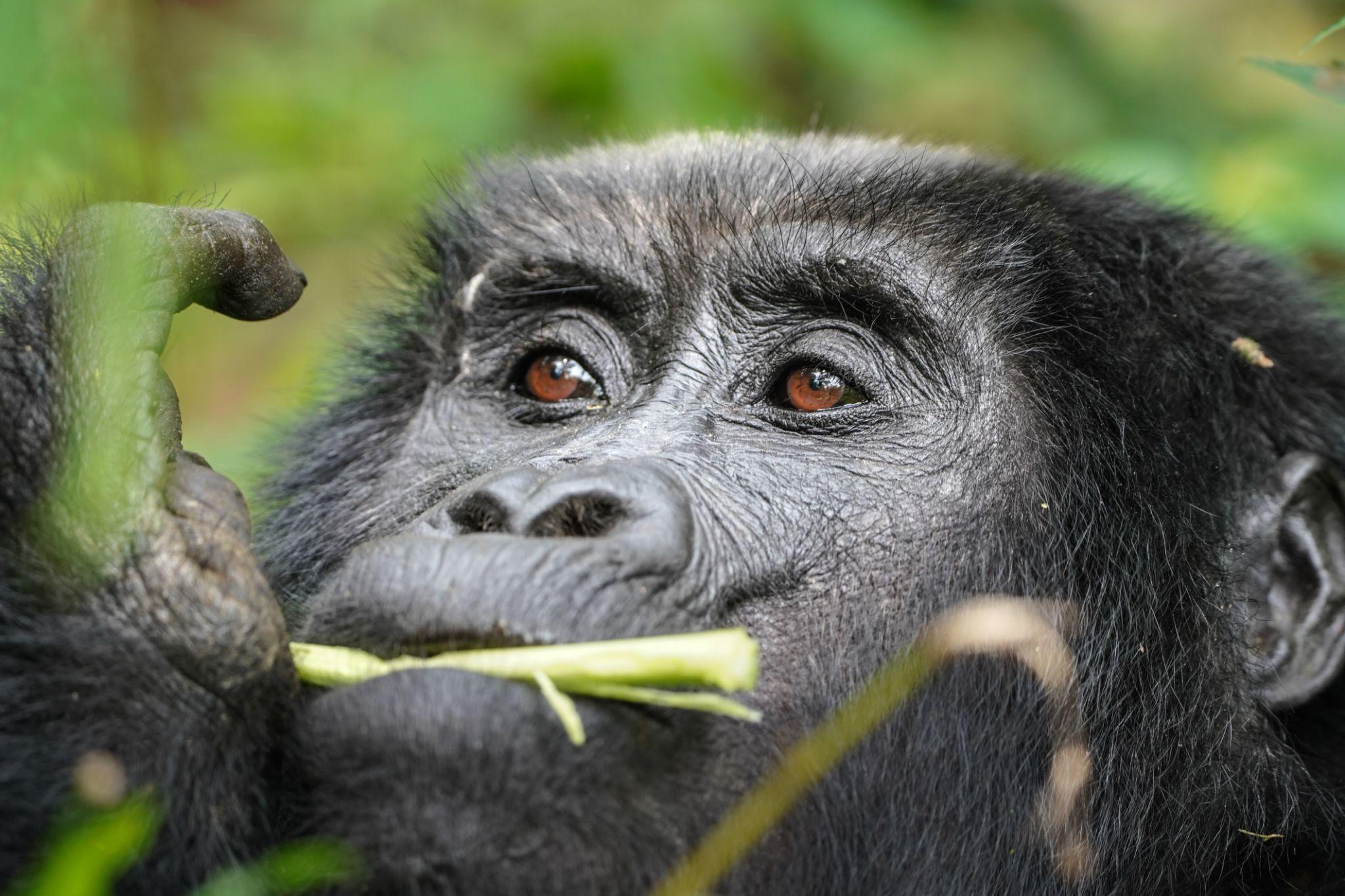 bwindi-gorilla-encounter.4