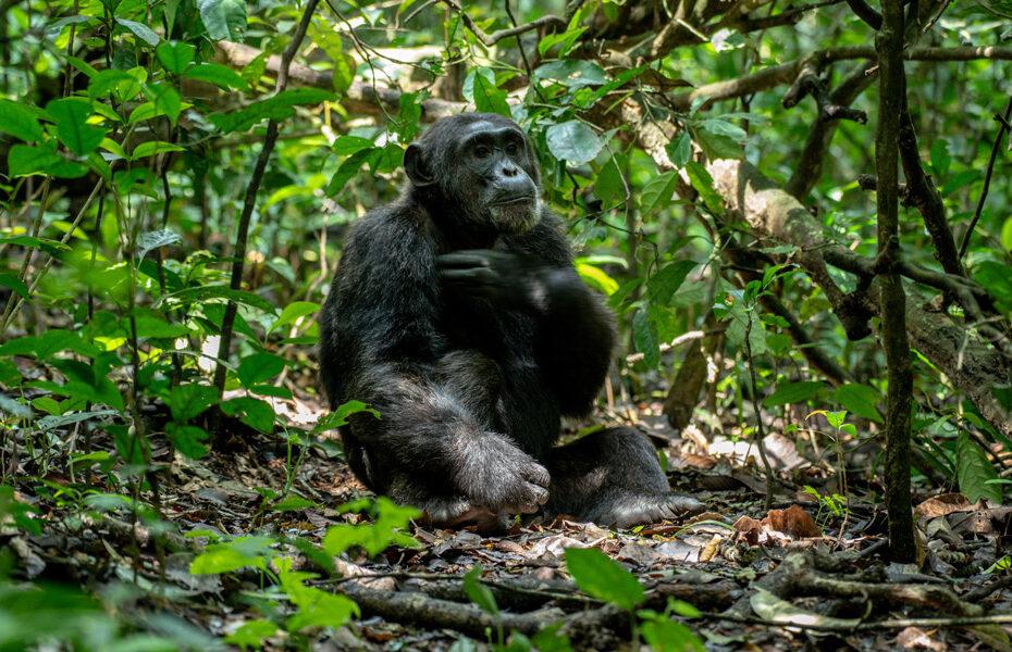 chimpanzee-tracking-kibale-uganda-comfort.3