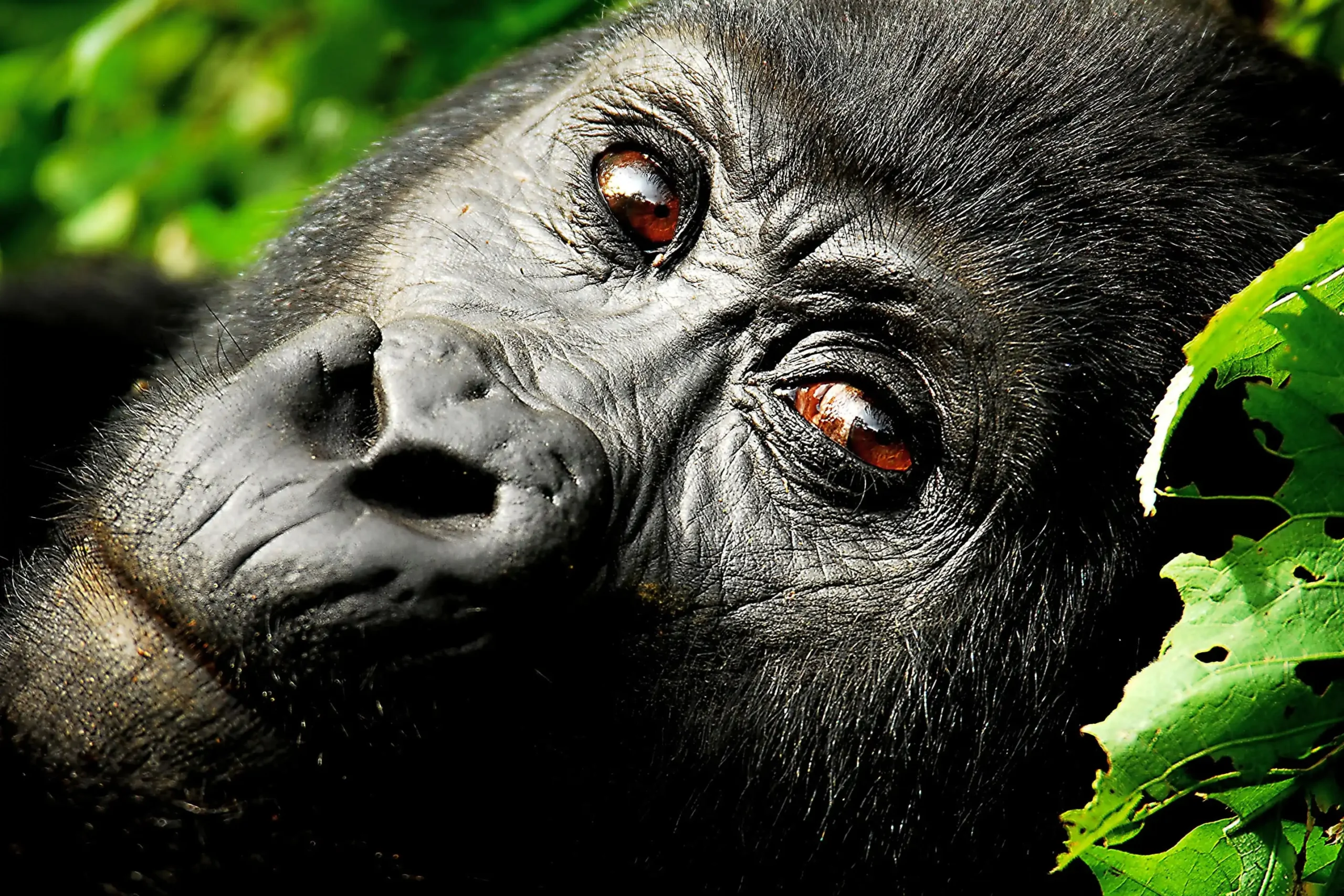 Close-up mountain gorilla in Bwindi Impenetrable Forest Uganda luxury safari