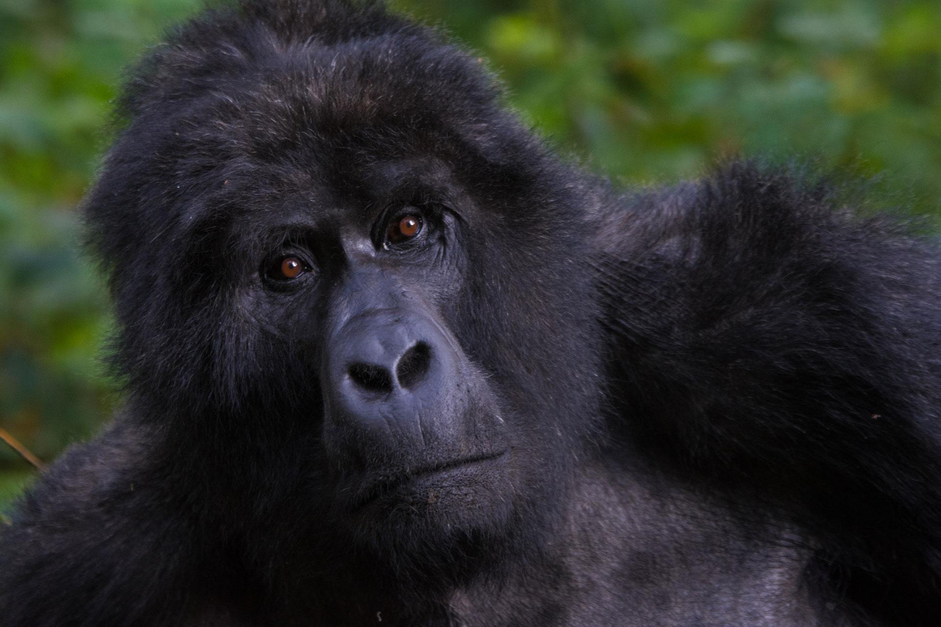uganda-gorilla-trekking.bwindi.2