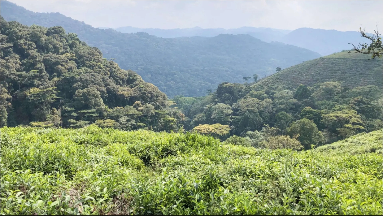Uganda Primate Safari