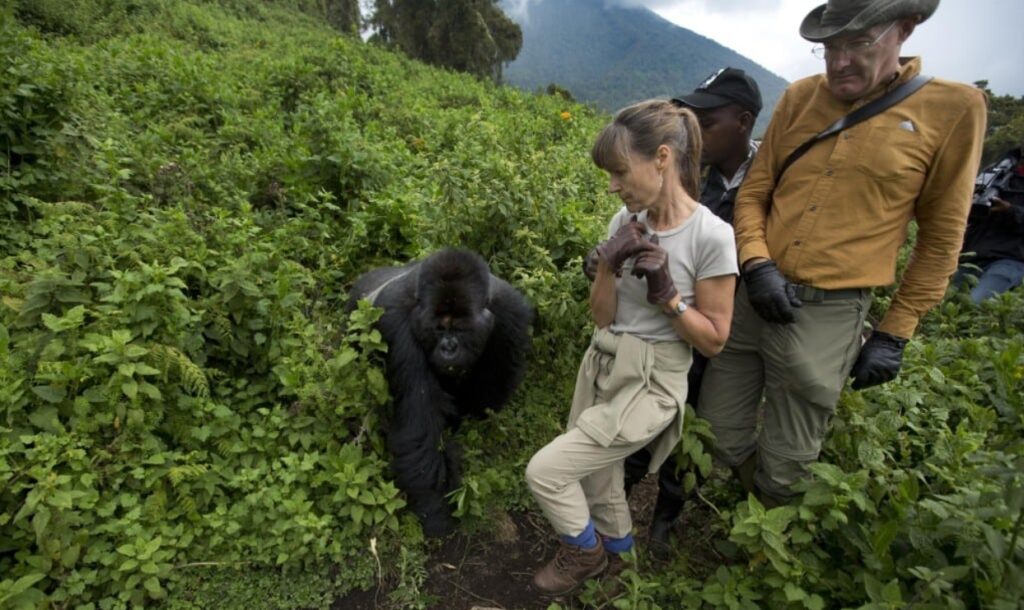 Gorilla Trekking Adventure in East Africa