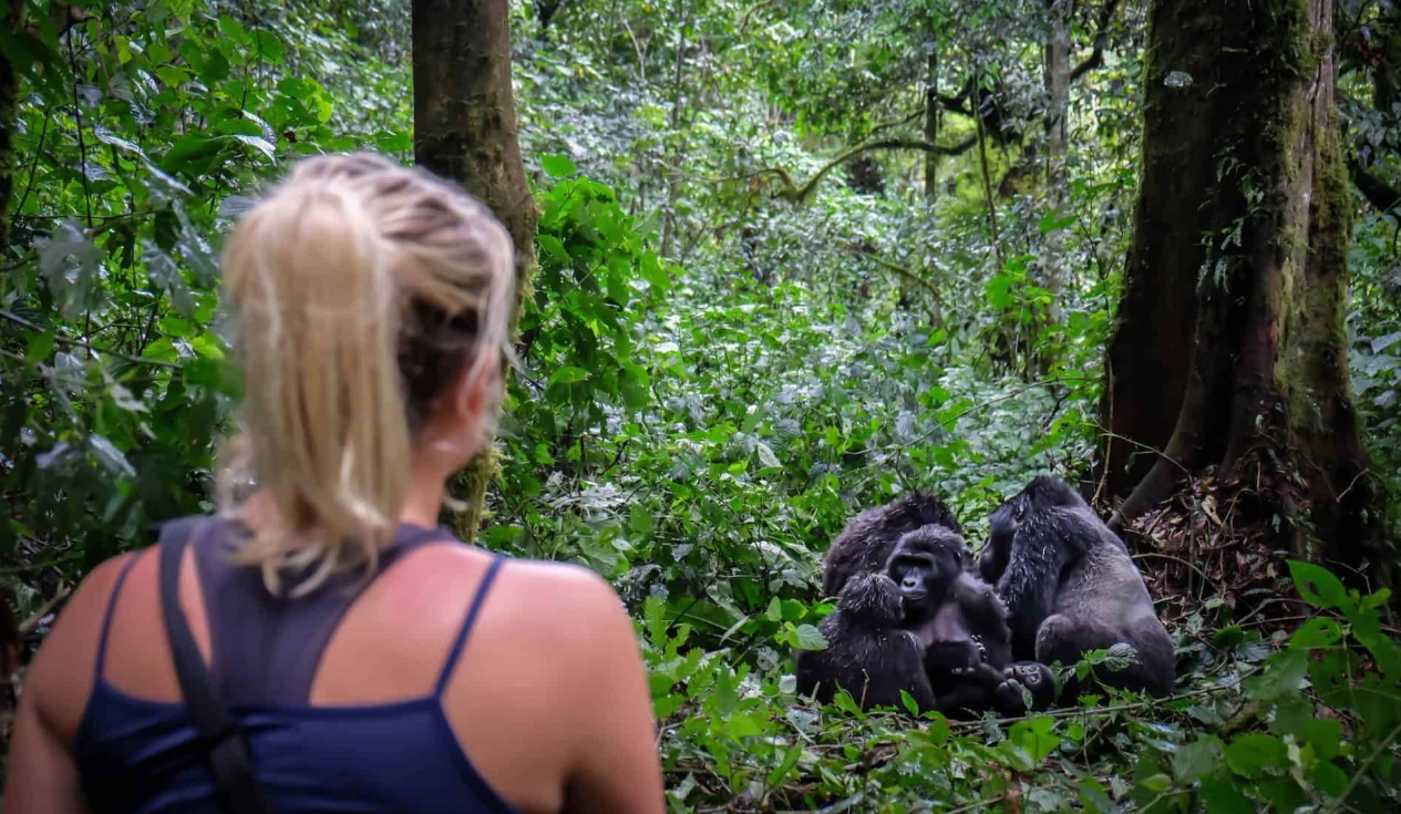 Luxury Gorilla Trekking Experiences in Africa