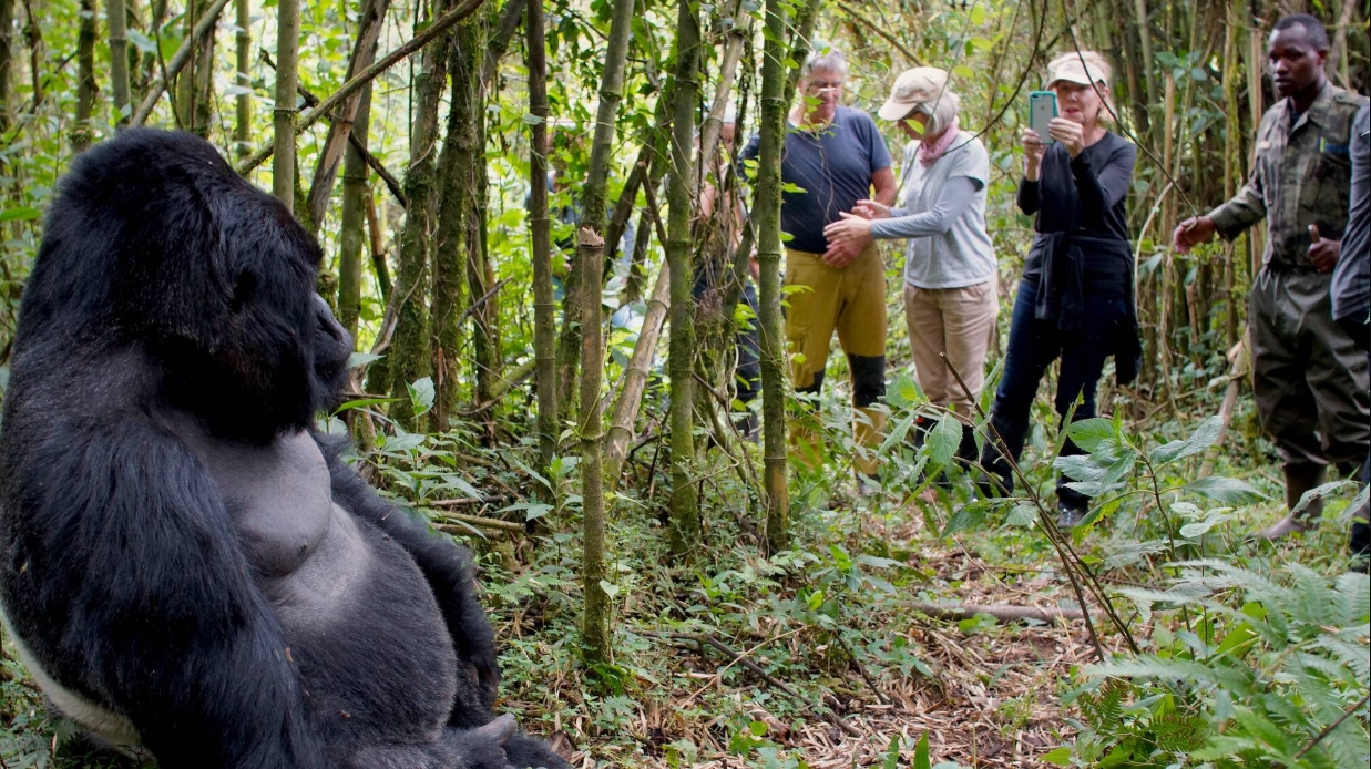 Luxury Gorilla Trekking Experiences in Africa