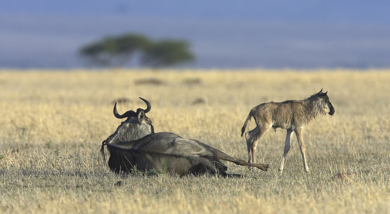 Private Great Migration safari 2026