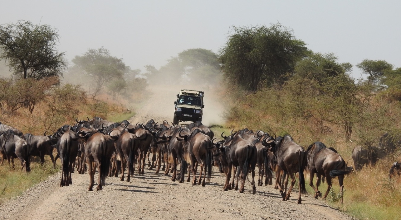 Private Great Migration safari 2026