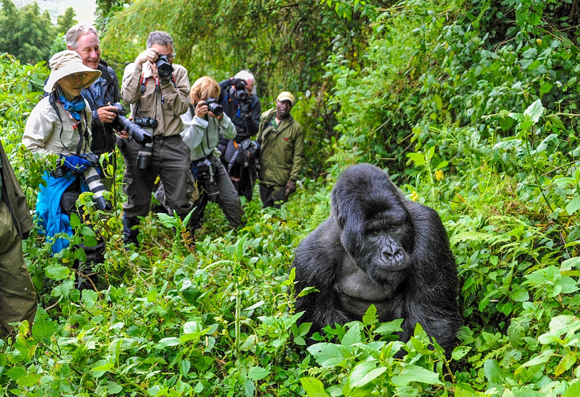 Uganda Primate Safari