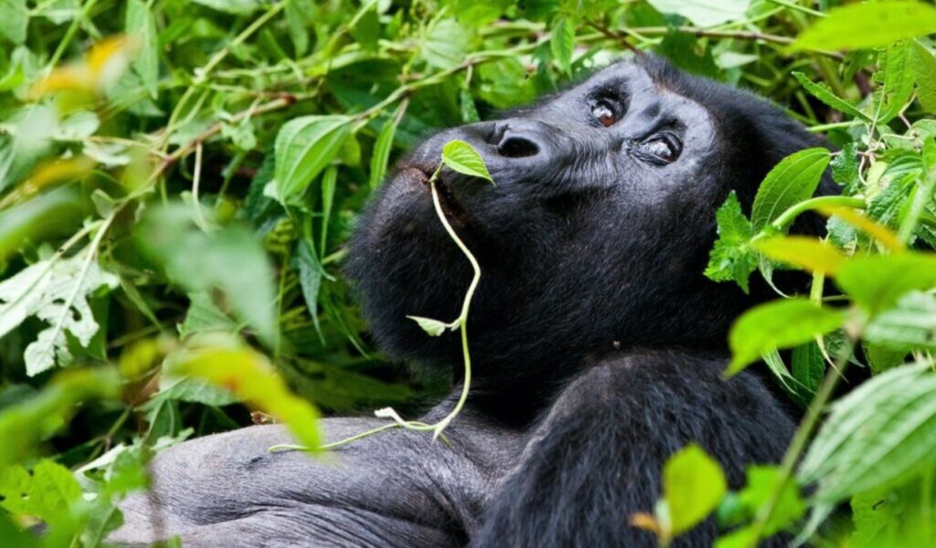 Uganda Primate Safari