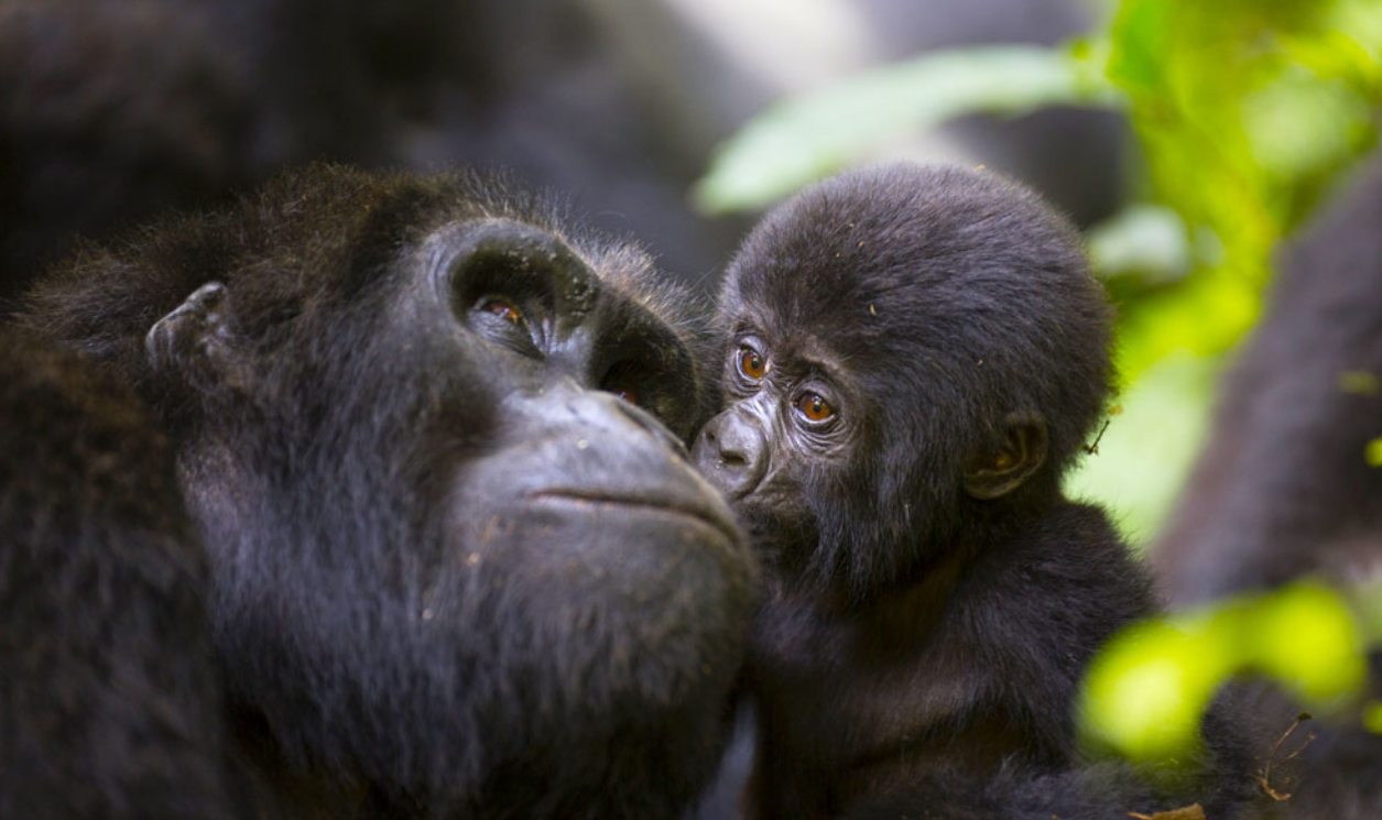 Luxury Gorilla Trekking Tours in Africa