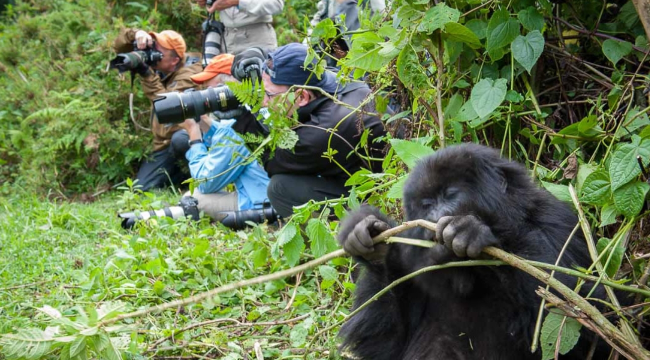 Luxury Gorilla Trekking Experiences in Africa