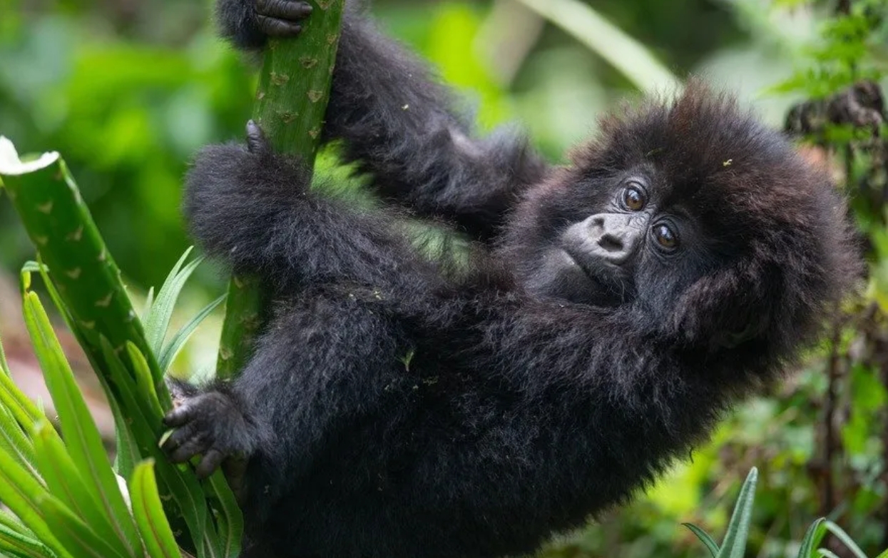 Uganda Primate Safari