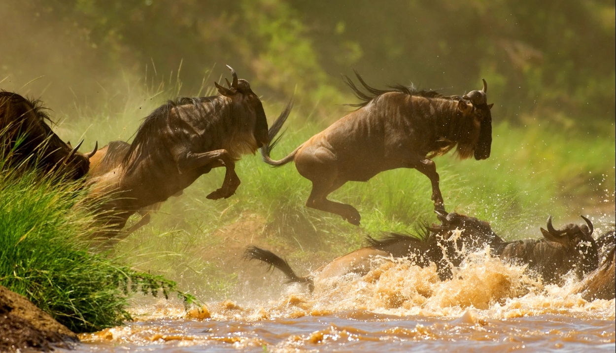Private Great Migration Safari 2026