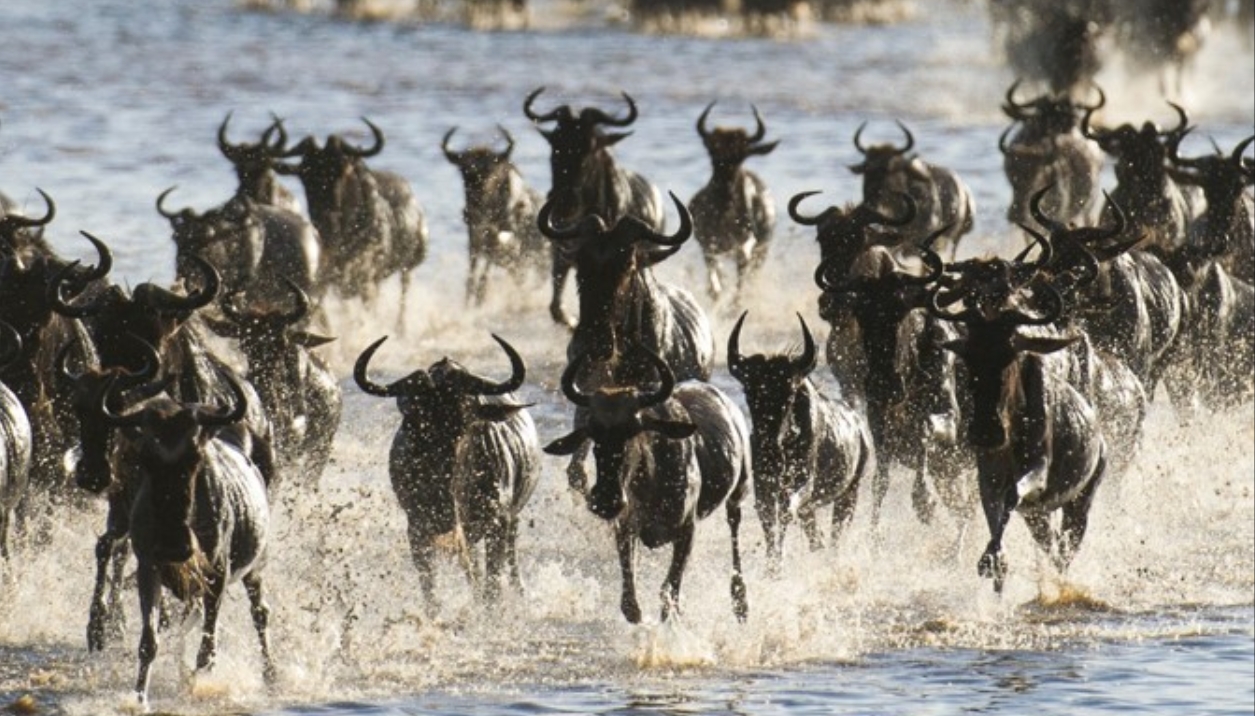 Private Great Migration Safari 2026