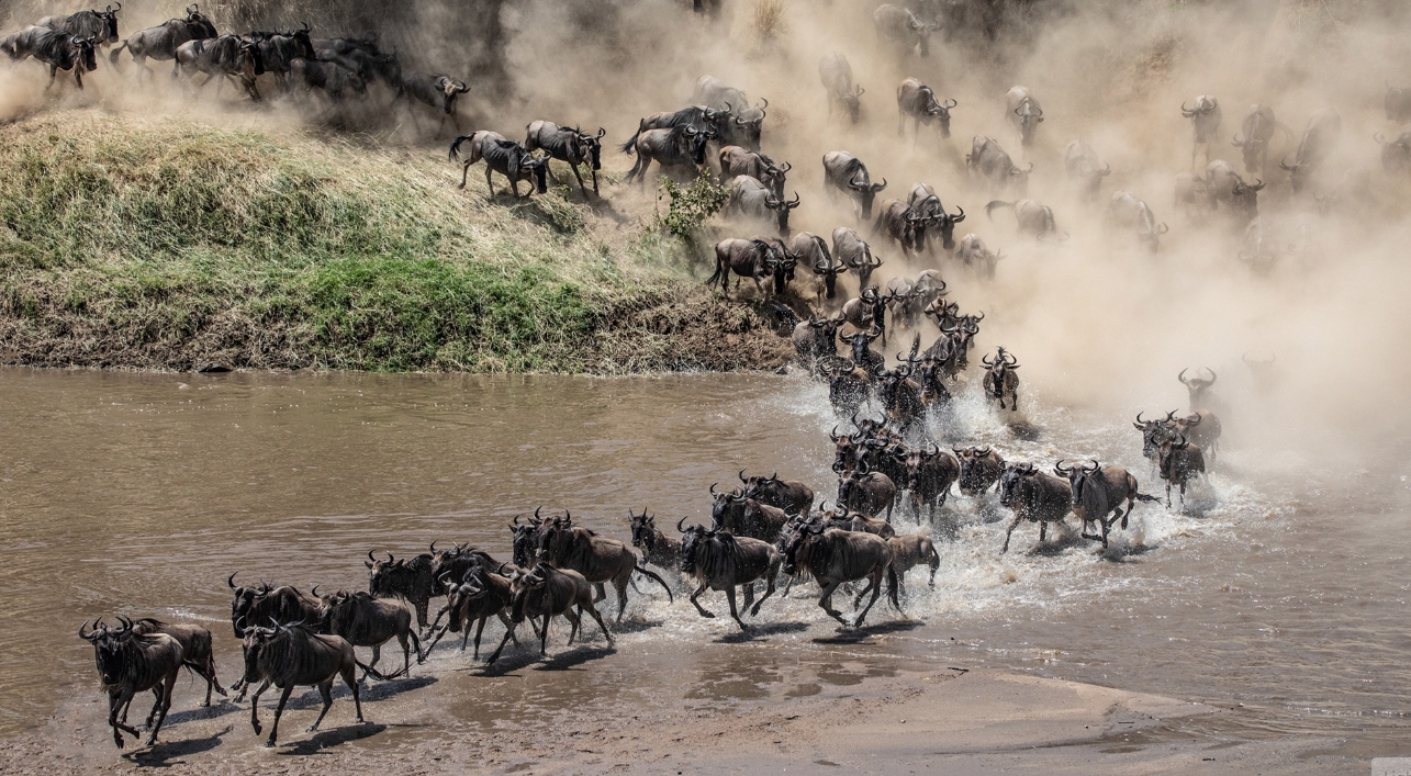 Private Great Migration safari 2026