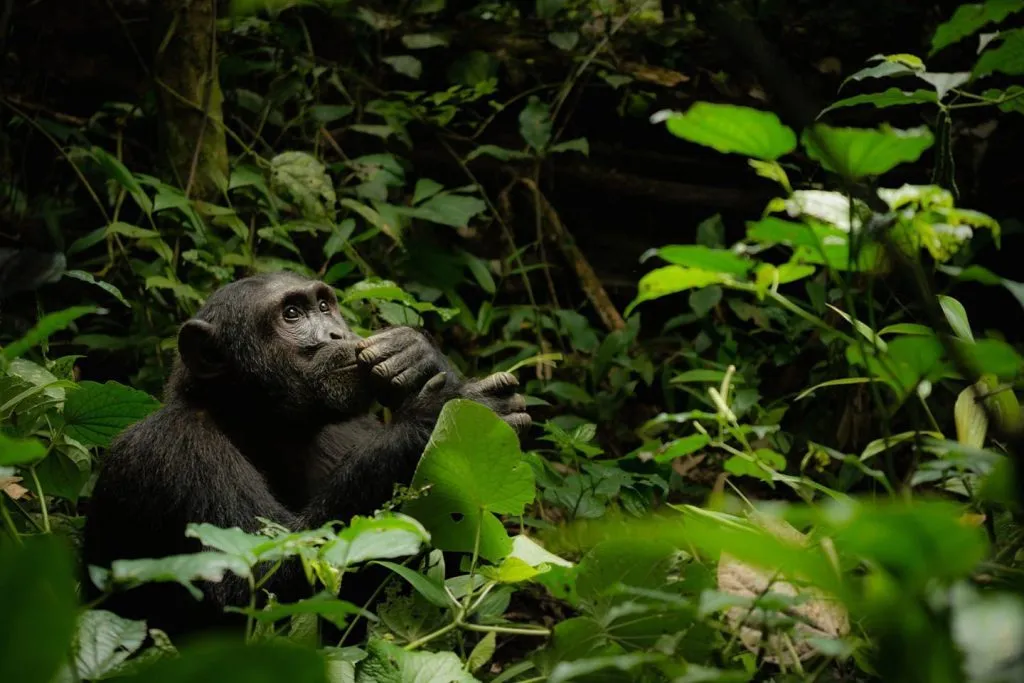 Chimpanzee Tracking