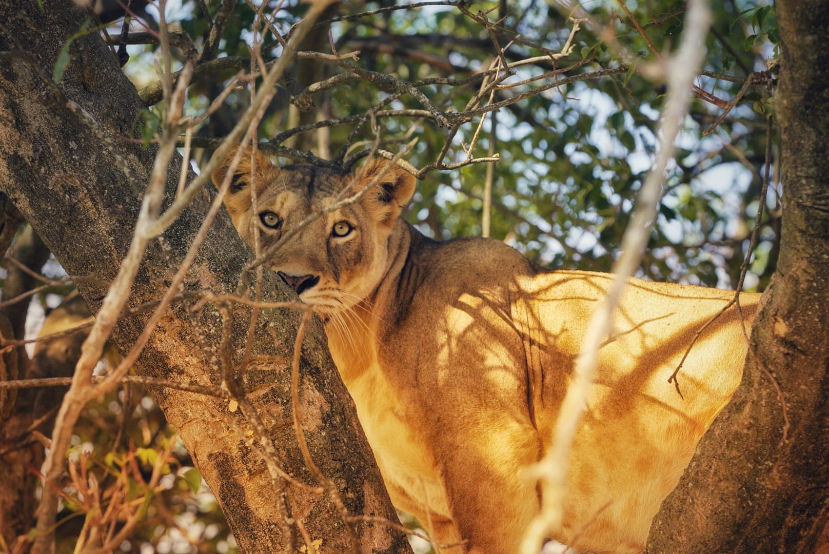 Zanzibar