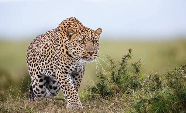 Kenya