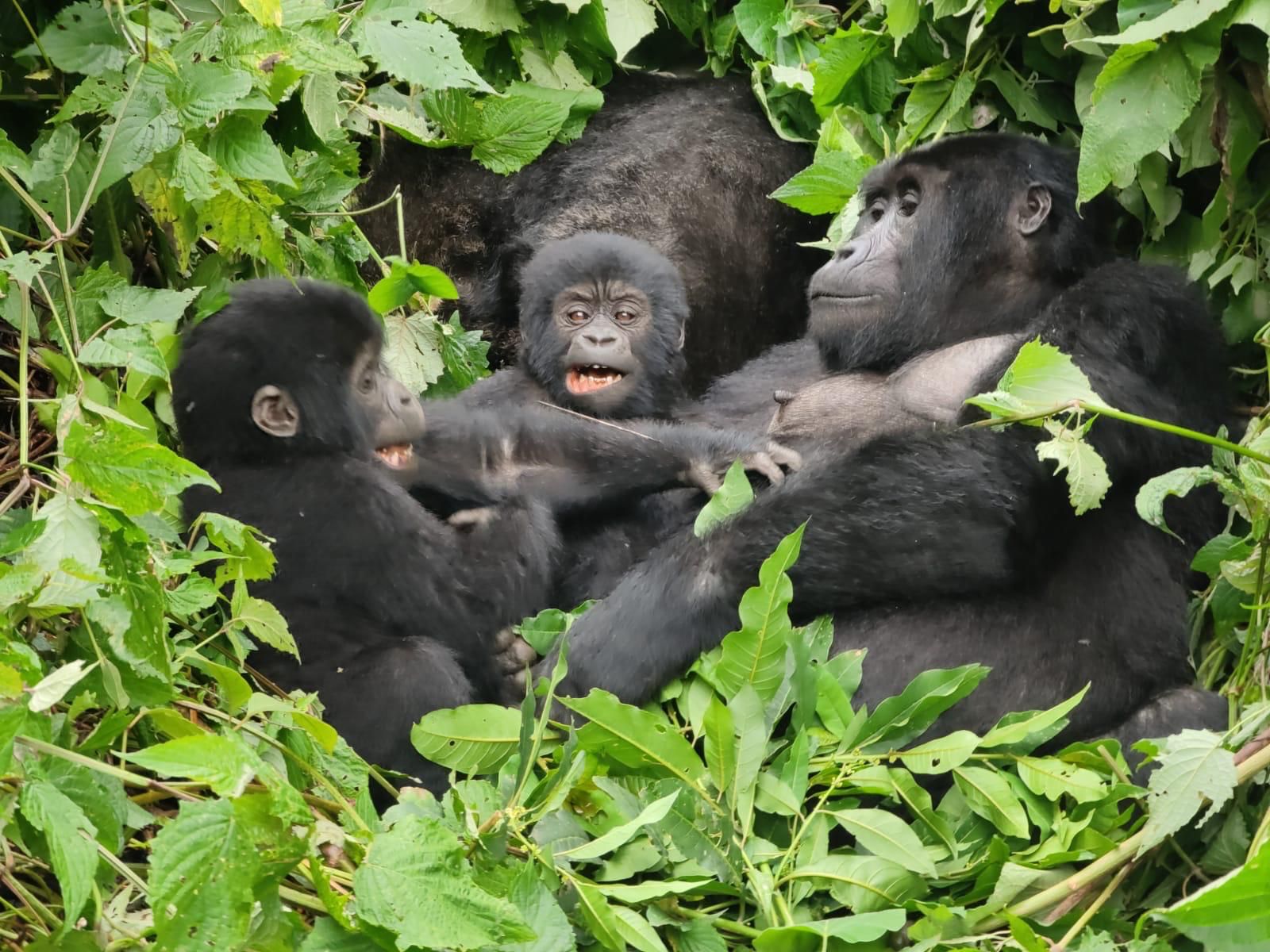 Gorilla Trekking
