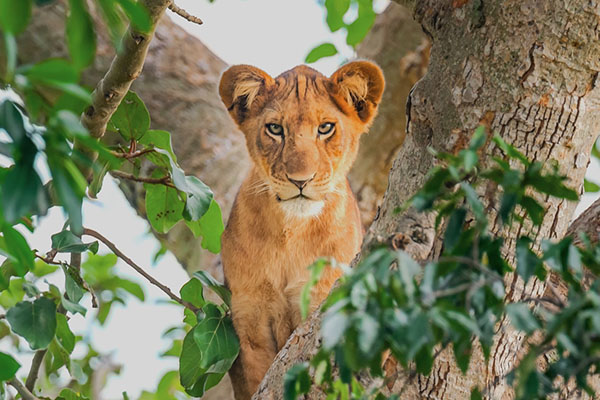 Tree Climbing Lion