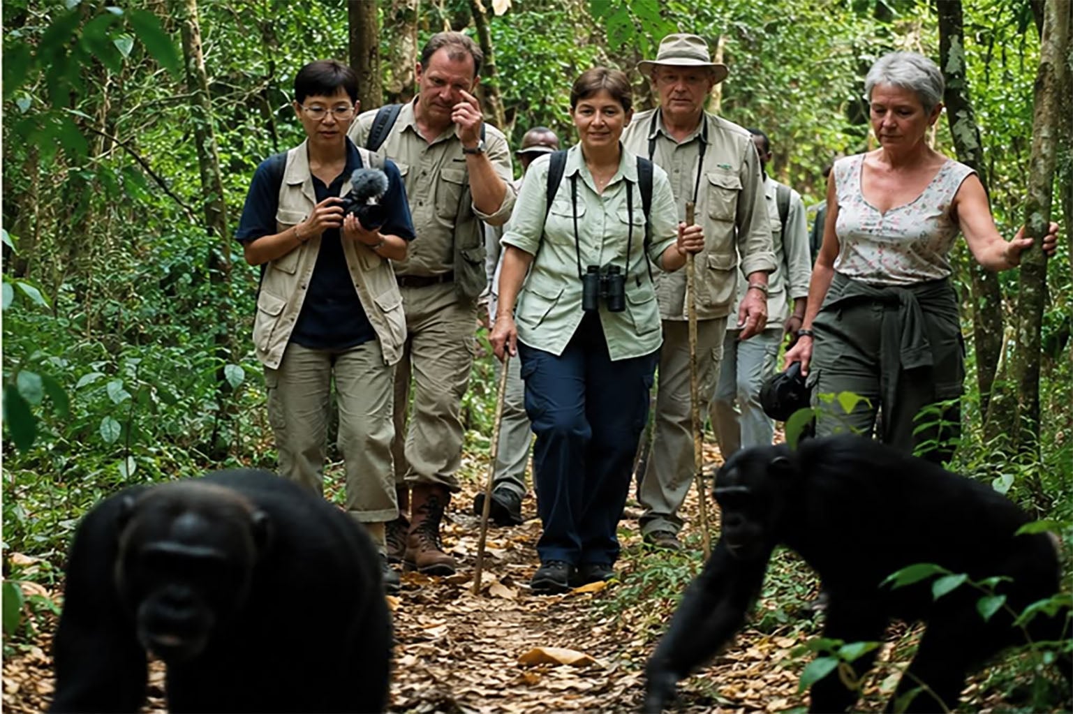 Chimpanzee Tracking