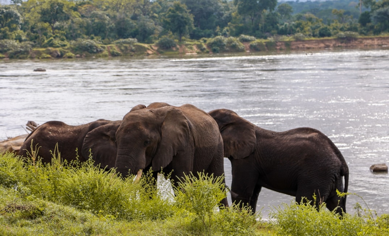 Luxury Tanzania Walking safari