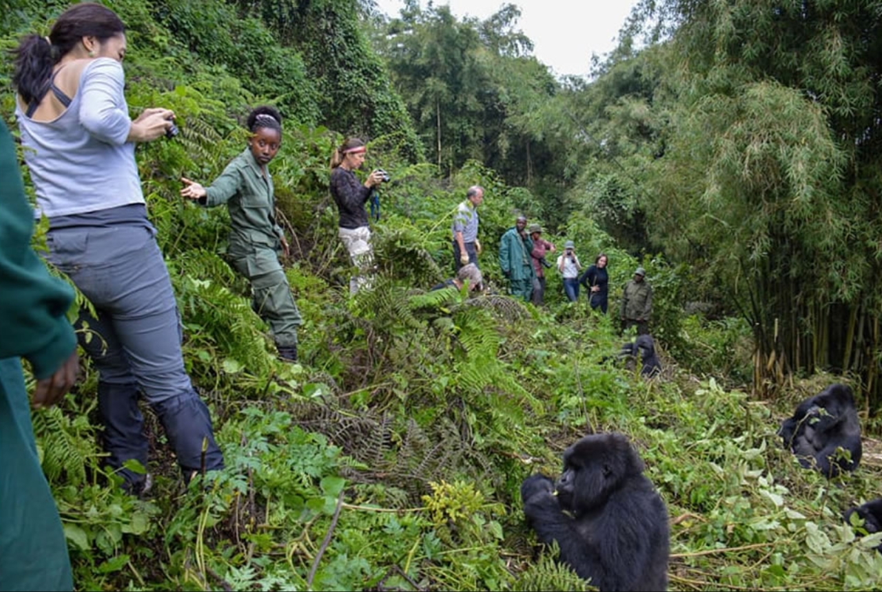 Gorilla Trekking Rwanda vs Uganda